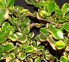 Mirror Plant
