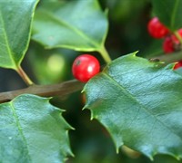American Holly Picture