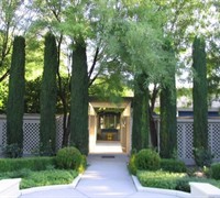 Italian Cypress Picture