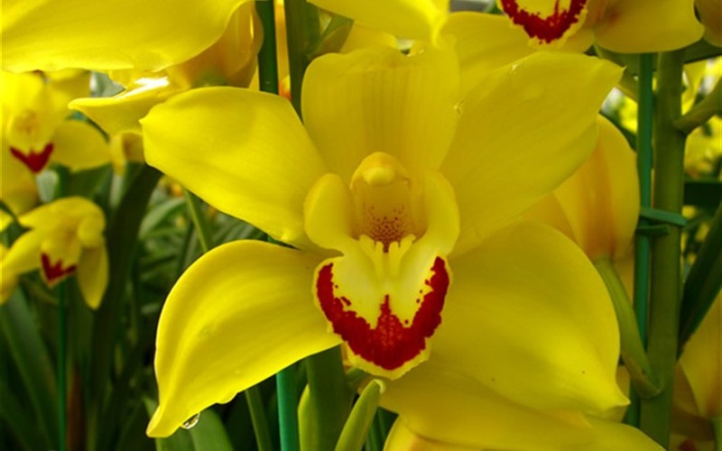Cymbidium Orchid Picture