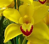 Cymbidium Orchid Picture