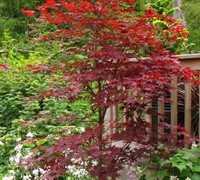 Fireglow Japanese Maple Picture