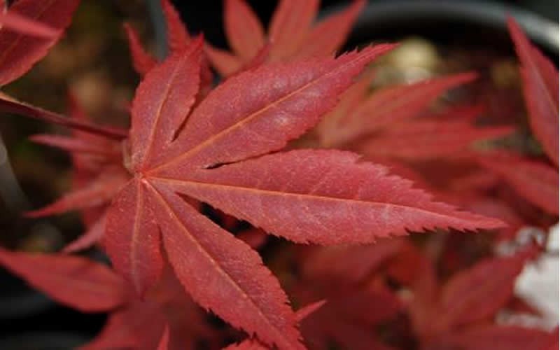 Fireglow Japanese Maple Picture