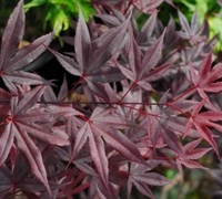 Moonfire Japanese Maple Picture