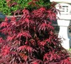 Shaina Japanese Maple Picture