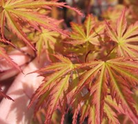 Wou Nishiki Japanese Maple Picture