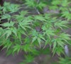 Wou Nishiki Japanese Maple