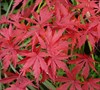 Wou Nishiki Japanese Maple
