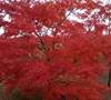 Wou Nishiki Japanese Maple