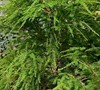 Canadian Hemlock