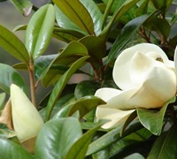 Magnolia Grandiflora Picture