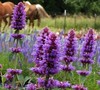 Agastache 