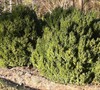 American Boxwood Picture