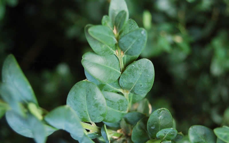 American Boxwood Picture