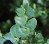 American Boxwood Picture