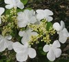 Doublefile Viburnum