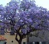 Royal Empress Tree