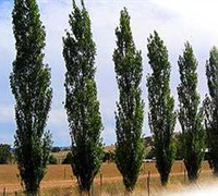 Lombardy Poplar Picture