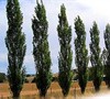 Lombardy Poplar