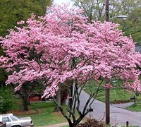 Pink Dogwood Picture