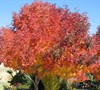Autumn Purple Ash
