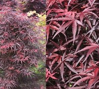 Hubb's Red Willow Japanese Maple Picture