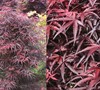 Hubb's Red Willow Japanese Maple