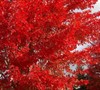 Autumn Flame Maple