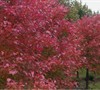 Burgundy Belle Maple