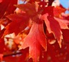 Embers Maple