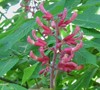 Red Buckeye