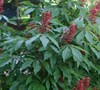 Red Buckeye