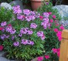 Violet Queen Cleome