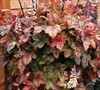 Redstone Falls Heucherella