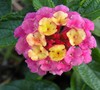 Landmark Sunrise Rose Lantana