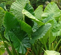 Upright Giant Elephant Ear Picture