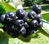 Black Chokeberry