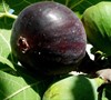 Black Mission Fig