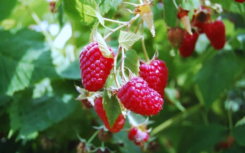 Boyne Raspberry Picture