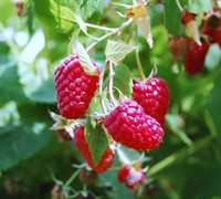 Boyne Raspberry Picture