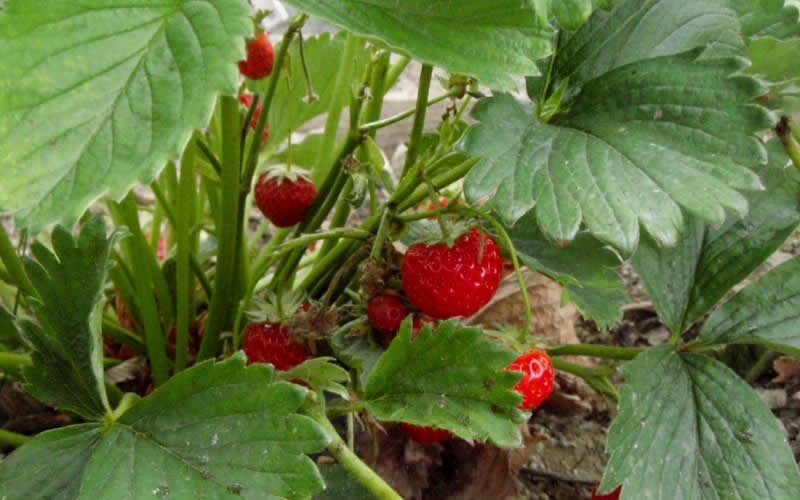 Eversweet Strawberry Picture