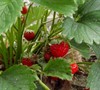 Eversweet Strawberry