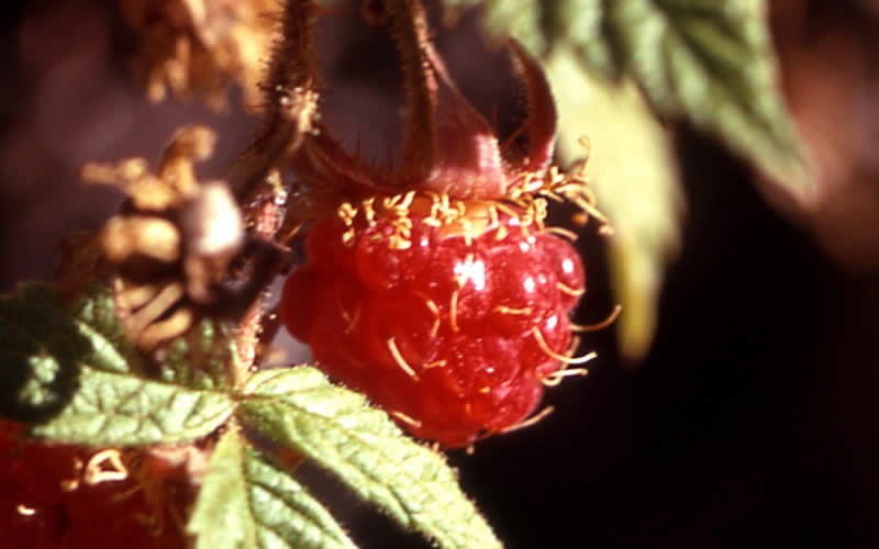 Fall Red Raspberry Picture