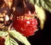 Fall Red Raspberry Picture