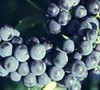 Vineyard SUNNY