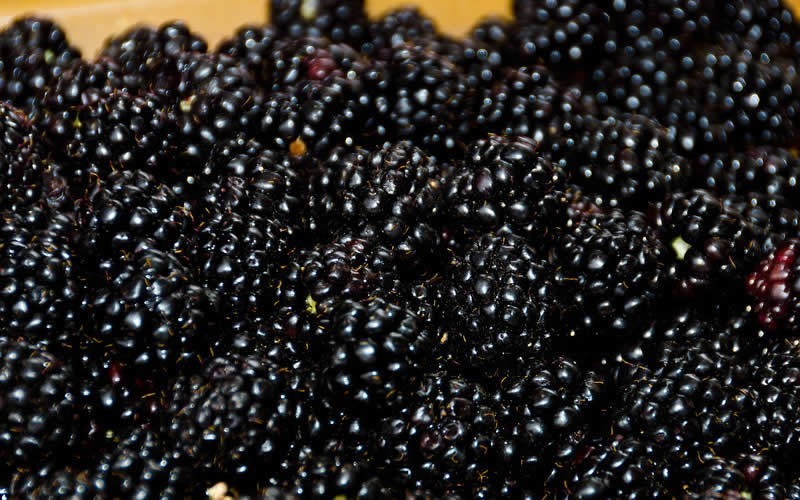 Ouachita Blackberry Picture