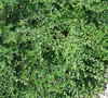 Cranberry Cotoneaster