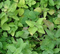 Italian Oregano Picture