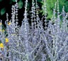Little Spire Sage