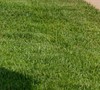 Meyers Zoysia Grass
